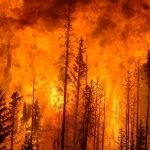 Canadá es un país con mucha vegetación, donde los incendios forestales son comunes sobre todo en ver