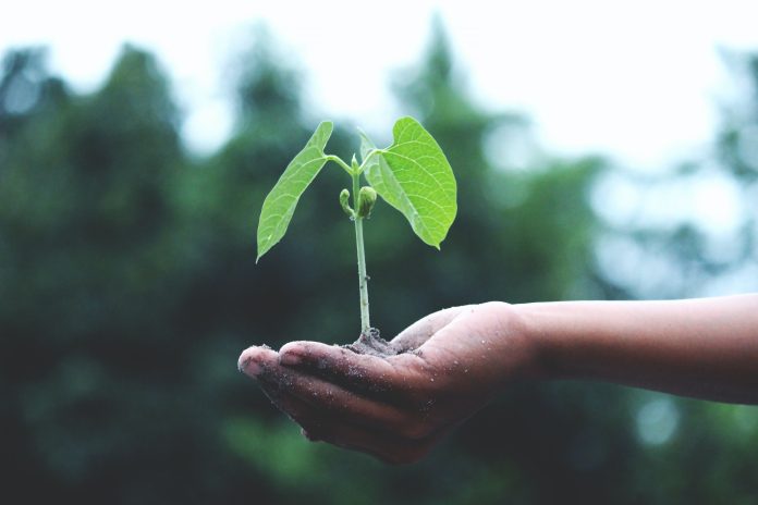 Els projectes presentats als Premis Blanquerna Impulsa promouen una millora del planeta Akil Mazumder/Pexels