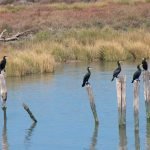 L’ecosistema de Doñana, la reserva ecològica més gran d’Europa, està en perill pel canvi climàtic (Alexwing/WikiCommons)