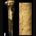 Imatge procedent de l’estudi Early Pleistocene cut marked hominin fossil from Koobi Fora, Kenya publicat a Scientific Report