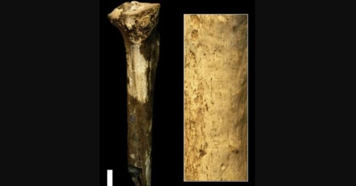 Imatge procedent de l'estudi Early Pleistocene cut marked hominin fossil from Koobi Fora, Kenya publicat a Scientific Report